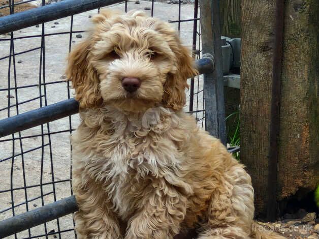 Cockerpoos for sale in Sturminster Newton, Dorset - Image 2