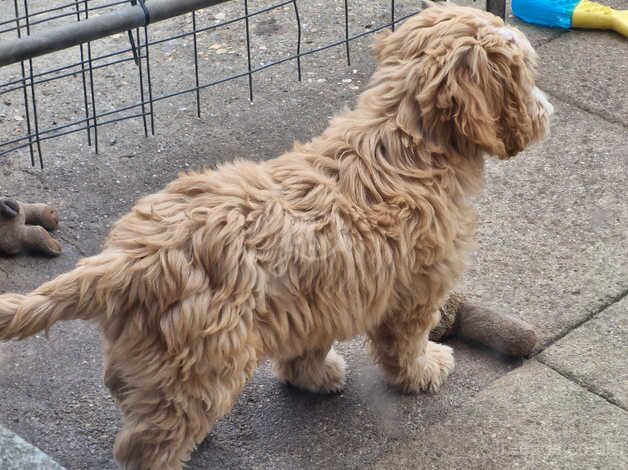 Cockerpoos for sale in Sturminster Newton, Dorset - Image 3