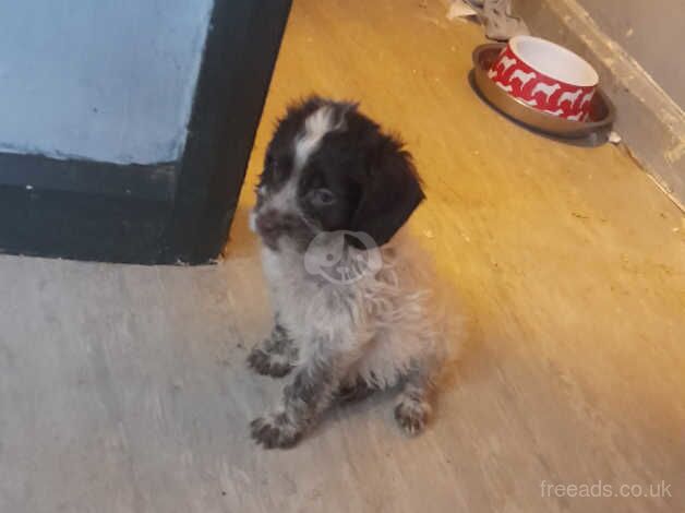 Cockerpoo's last 2 available for sale in Kingston upon Hull, East Riding of Yorkshire - Image 1