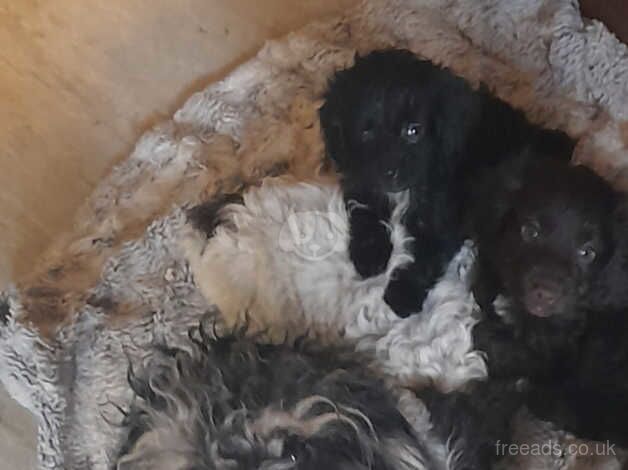 Cockerpoo's last 2 available for sale in Kingston upon Hull, East Riding of Yorkshire - Image 3