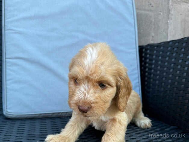 Cockerpoos puppies for sale in Darlington, County Durham - Image 1