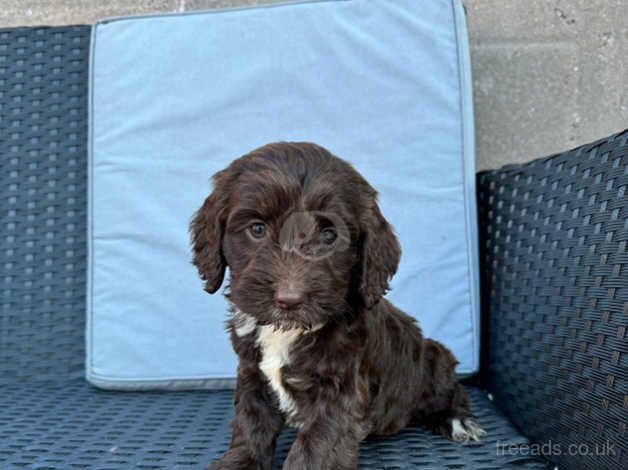 Cockerpoos puppies for sale in Darlington, County Durham - Image 2