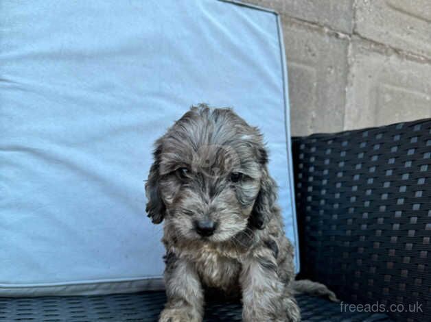 Cockerpoos puppies for sale in Darlington, County Durham - Image 3