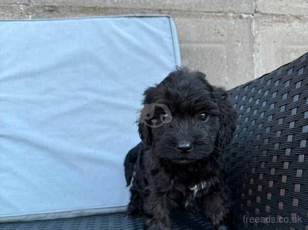 Cockerpoos puppies for sale in Darlington, County Durham - Image 4