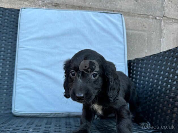 Cockerpoos puppies for sale in Darlington, County Durham - Image 5