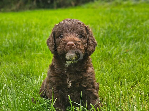 Cockpoo puppies for sale in Liskeard, Cornwall