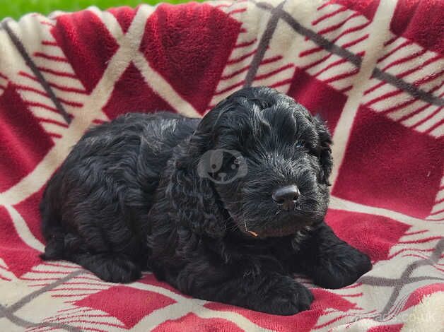 Cockpoo puppies for sale in Liskeard, Cornwall - Image 3