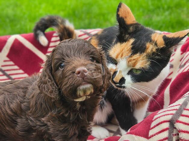 Cockpoo puppies for sale in Liskeard, Cornwall - Image 4