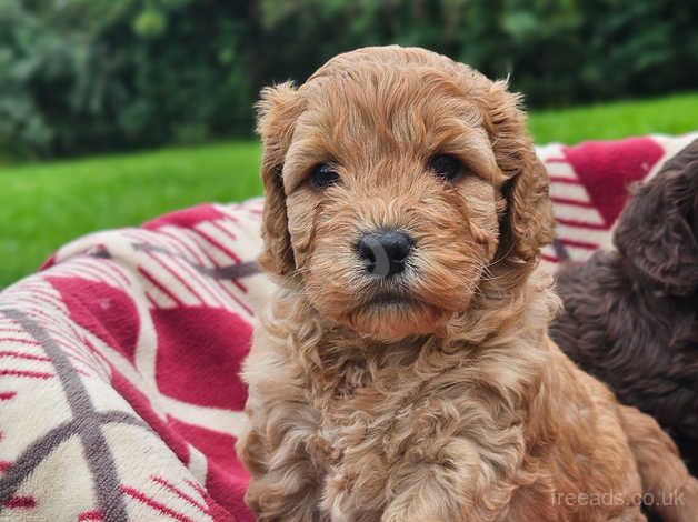 Cockpoo puppies for sale in Liskeard, Cornwall - Image 5