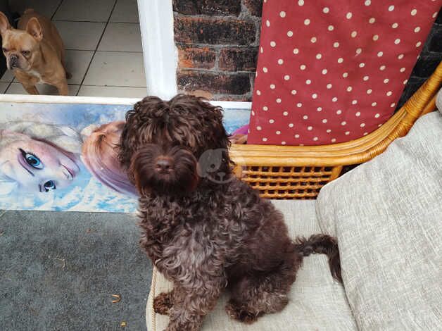 COCOKAPOO PUPPIES READY NOW for sale in Bolton, East Lothian