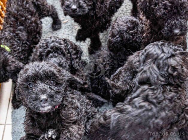 COCOKAPOO PUPPIES READY NOW for sale in Bolton, East Lothian - Image 2