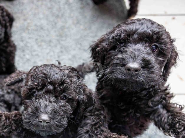 COCOKAPOO PUPPIES READY NOW for sale in Bolton, East Lothian - Image 3