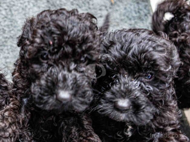 COCOKAPOO PUPPIES READY NOW for sale in Bolton, East Lothian - Image 5