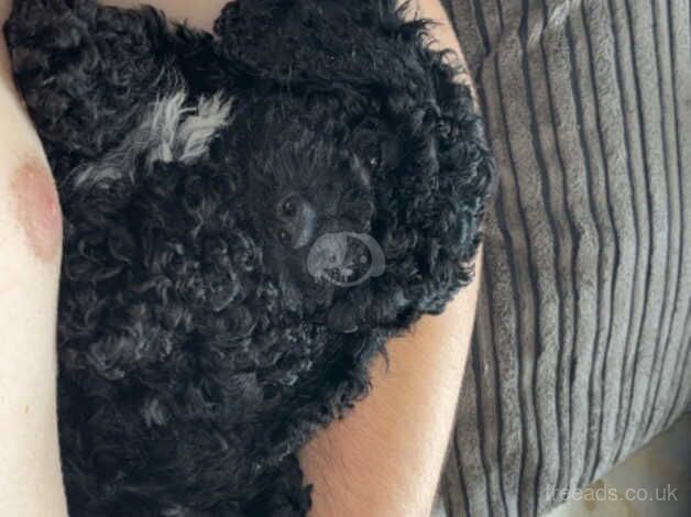 Cocopoo female puppy for sale in Camborne, Cornwall - Image 1