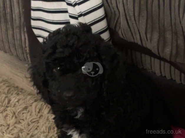 Cocopoo female puppy for sale in Camborne, Cornwall - Image 2