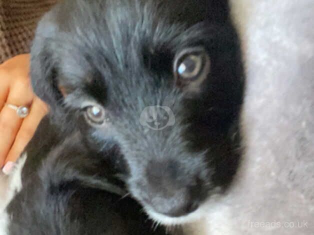 Colliepoo cross staff for sale in Ferndale, Rhondda Cynon Taf