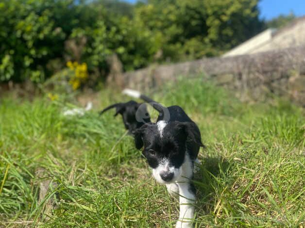 Colliepoo cross staff for sale in Ferndale, Rhondda Cynon Taf - Image 3