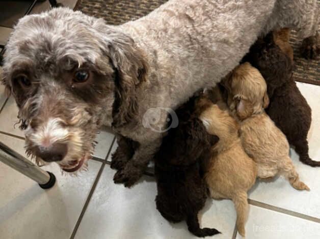 Cuddly Cockapoos for sale in Wrexham