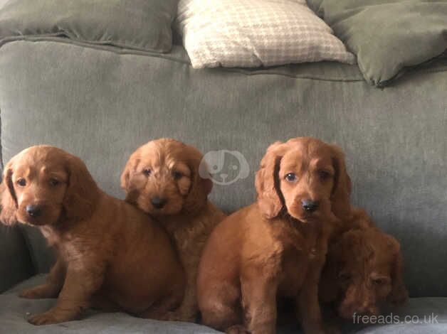 Dark red cockapoos for sale in Armagh