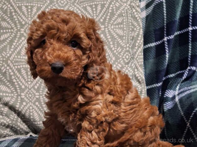 Cockapoo Puppies for sale in Lancashire