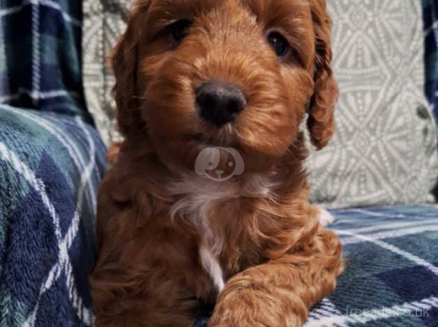 Cockapoo Puppies for sale