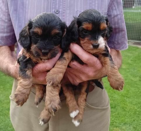 delightful F1 cockapoo pups for sale in Higham Ferrers, Northamptonshire - Image 1