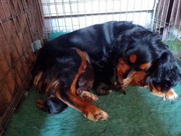 delightful F1 cockapoo pups for sale in Higham Ferrers, Northamptonshire - Image 3