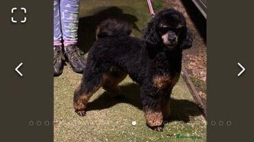 delightful F1 cockapoo pups for sale in Higham Ferrers, Northamptonshire - Image 4