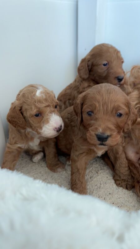 DNA health tested Apricot/red cockapoo pups available from July for sale in Warwickshire 