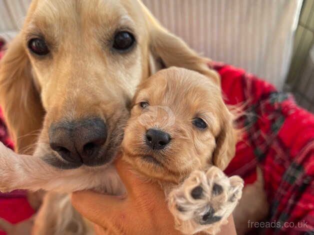 DNA health tested F1 Cockapoo puppy for sale in Ashford, Devon