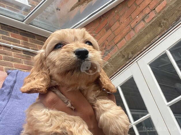 DNA health tested F1 Cockapoo puppy for sale in Ashford, Devon - Image 3