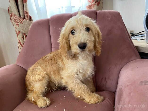 Dudley the cockapoo for sale in Pickering, North Yorkshire