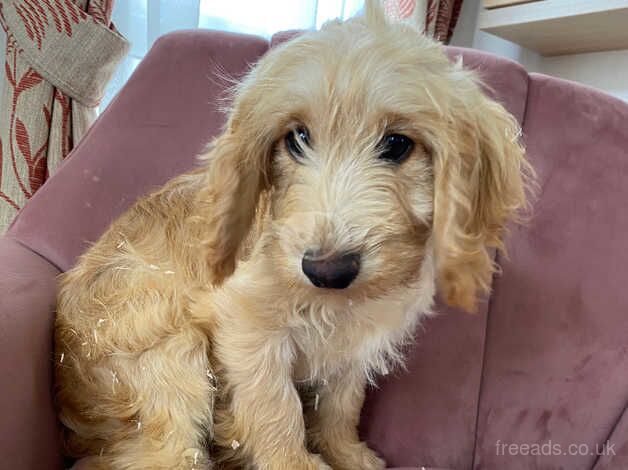 Dudley the cockapoo for sale in Pickering, North Yorkshire - Image 2