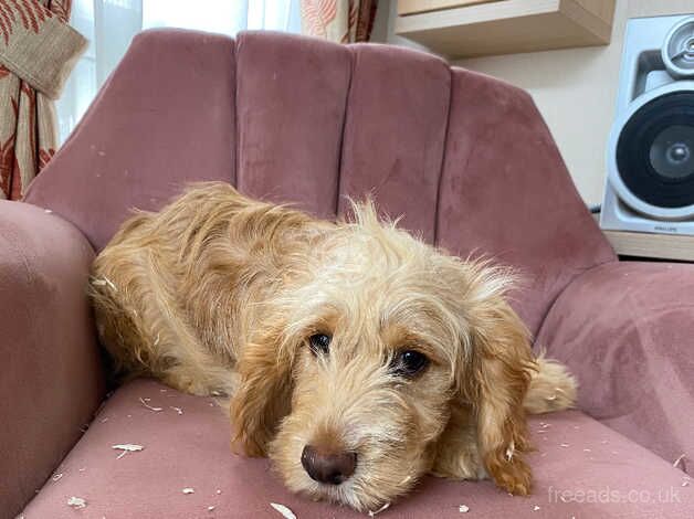 Dudley the cockapoo for sale in Pickering, North Yorkshire - Image 3