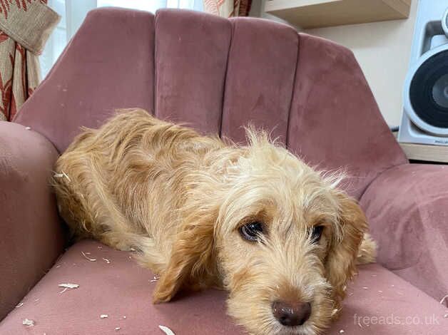 Dudley the cockapoo for sale in Pickering, North Yorkshire - Image 4