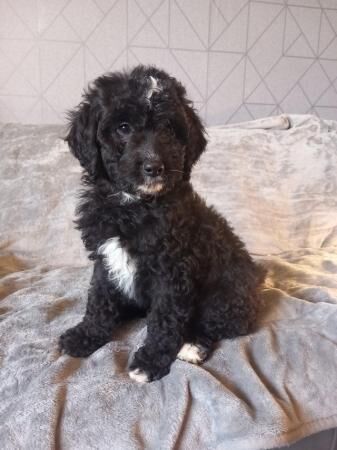 F 1 cockapoo puppies for sale ready to leave now for sale in Kent Street, Kent