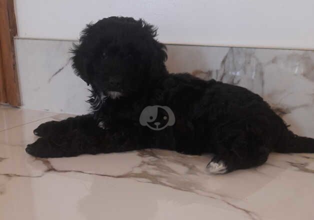 Cockapoo Puppies for sale in South Yorkshire