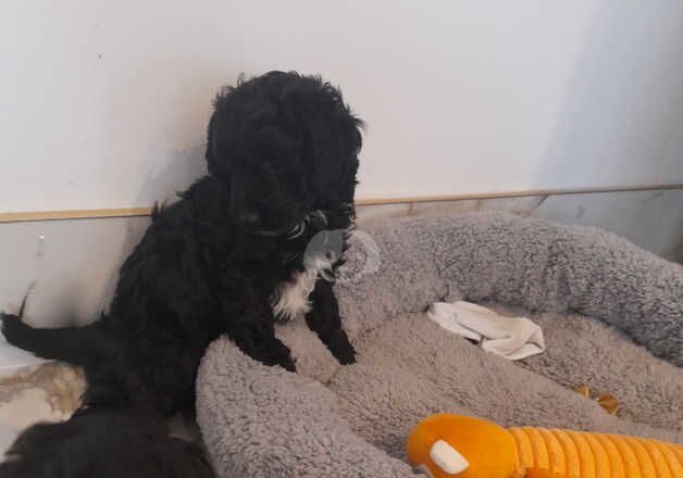 Cockapoo Puppies for sale