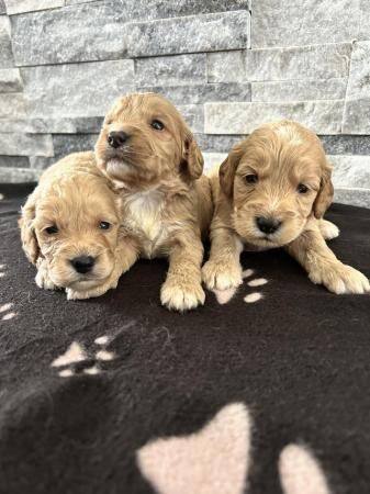 F1 beautiful Cockapoo Puppies for sale in Fareham, Hampshire