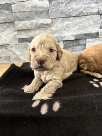 F1 beautiful Cockapoo Puppies for sale in Fareham, Hampshire - Image 2