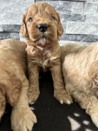 F1 beautiful Cockapoo Puppies for sale in Fareham, Hampshire - Image 3