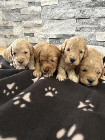 F1 beautiful Cockapoo Puppies for sale in Fareham, Hampshire - Image 4