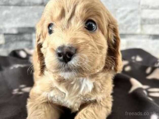 F1 beautiful Cockapoo Puppies for sale in Maidstone, Kent - Image 1