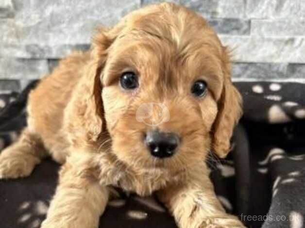 F1 beautiful Cockapoo Puppies for sale in Maidstone, Kent - Image 2