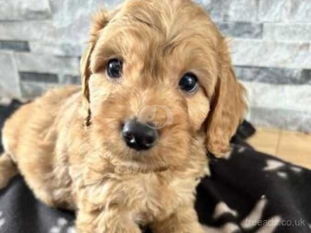 F1 beautiful Cockapoo Puppies for sale in Maidstone, Kent - Image 3