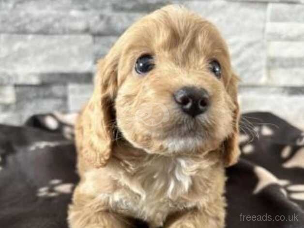 F1 beautiful Cockapoo Puppies for sale in Maidstone, Kent - Image 4