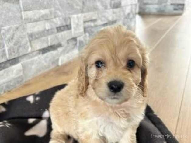 F1 beautiful Cockapoo Puppies for sale in Maidstone, Kent - Image 5