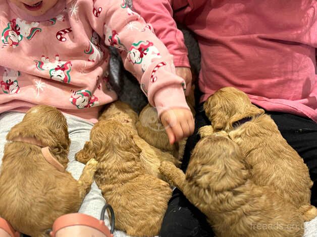 F1 Beautiful Cockapoo Puppies for sale in Wisbech, Cambridgeshire