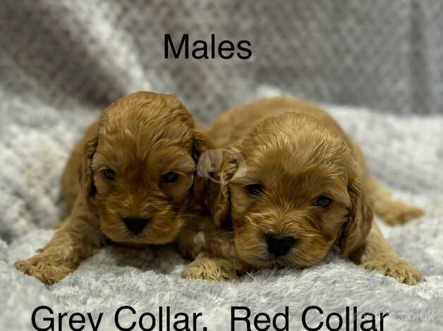 Cockapoo Puppies for sale in Cambridgeshire