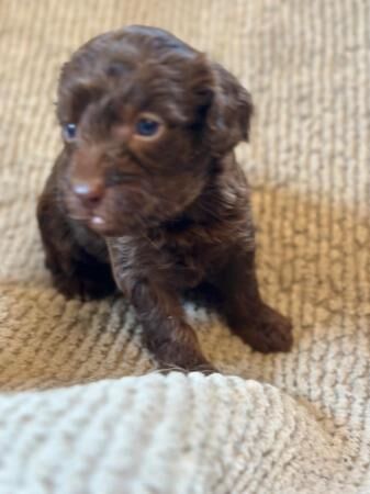 F1 Chocolate Cockapoo puppies - Ready 9th August for sale in Leeds, West Yorkshire